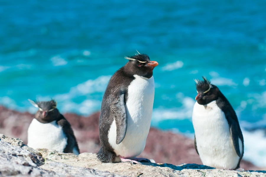 Noordelijke rotsspringpinguïns