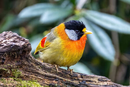 Ein heller Vogel auf einem Ast