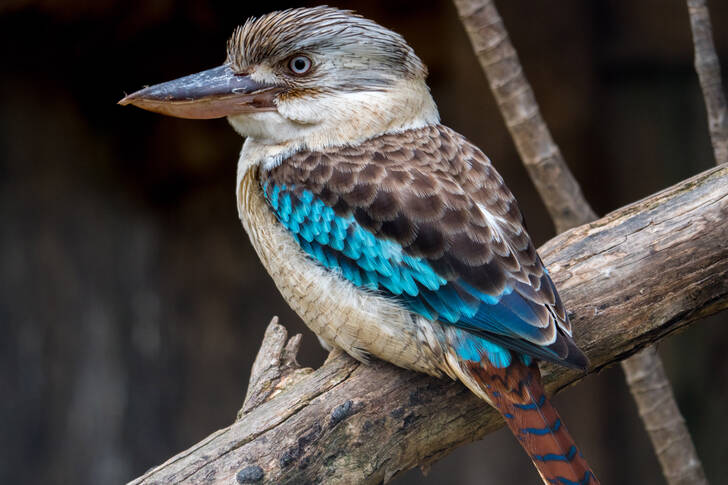 קוקבורה כחולת-כנף
