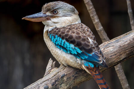 קוקבורה כחולת-כנף