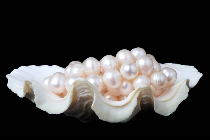 Perlový náhrdelník v lastuře