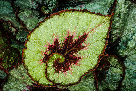 Лист бегонии