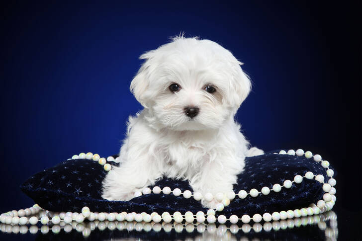 A Puppy on a Blue Pillow