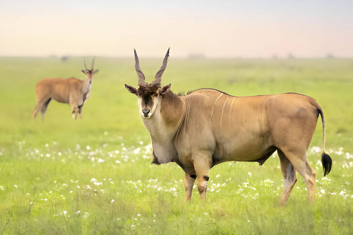 Eland