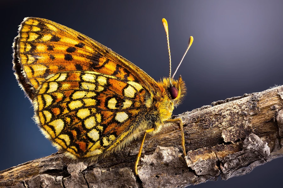 Kupu-kupu Heath Fritillary