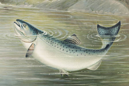 Калифорнийский лосось