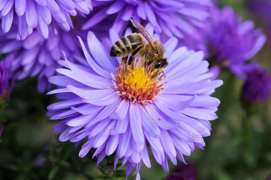 Albină pe o floare de liliac