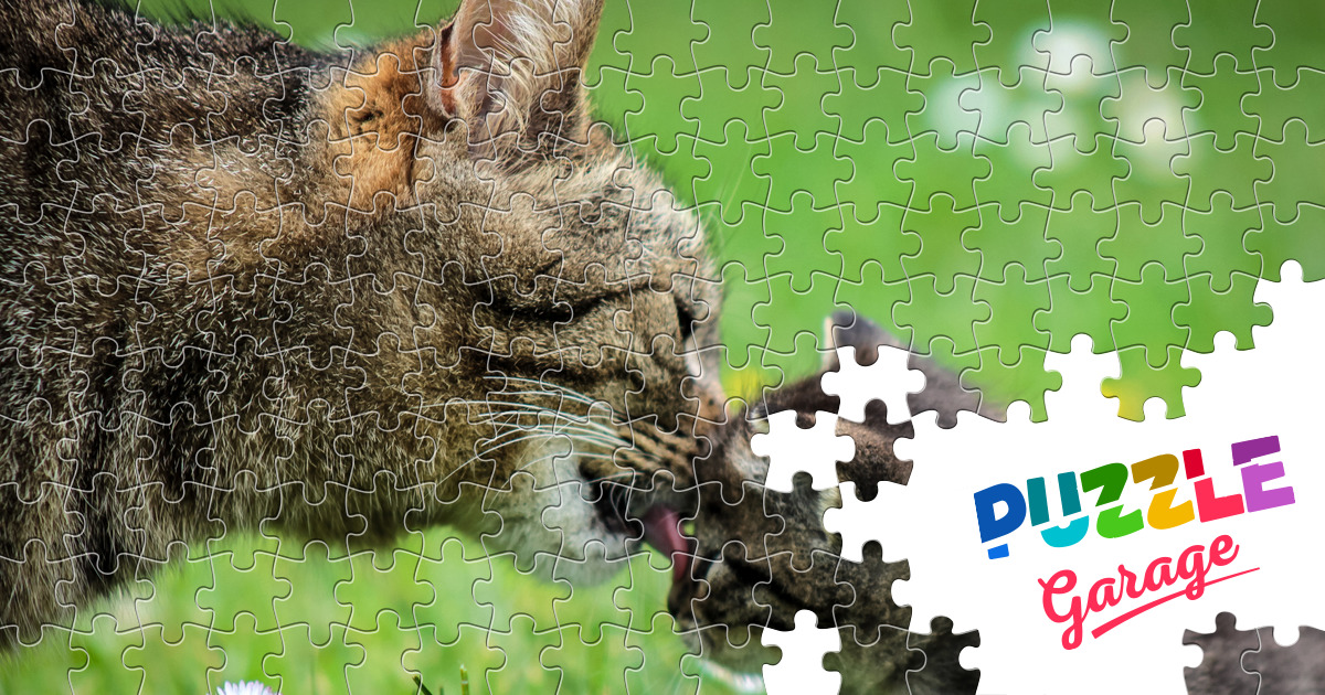 kitten jigsaw puzzles