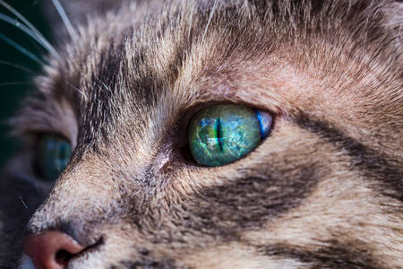Szürke zöld szemű macska