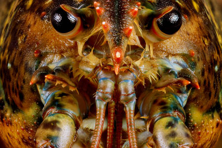 Lobster macro