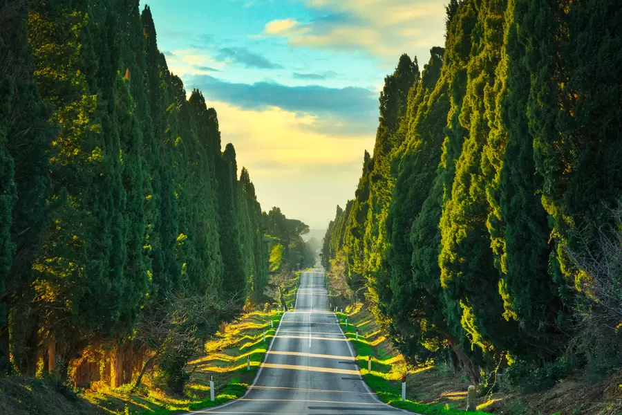 Bolgheri küpressi allee