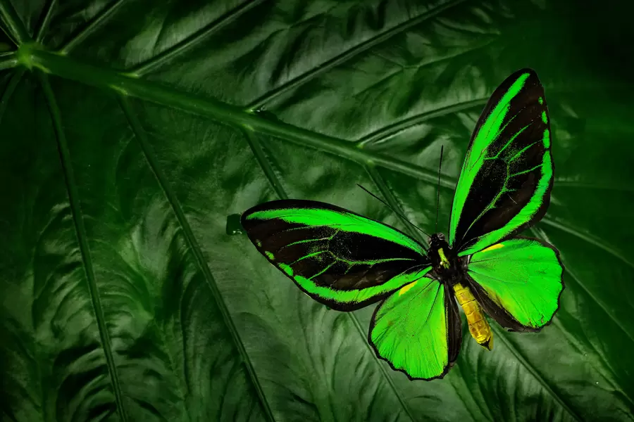 Ornithoptera euphorion