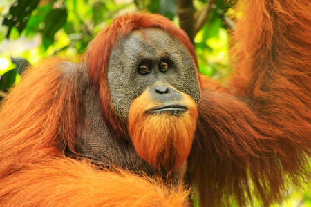 Sumaterský orangutan