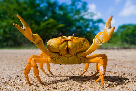 Crabe jaune