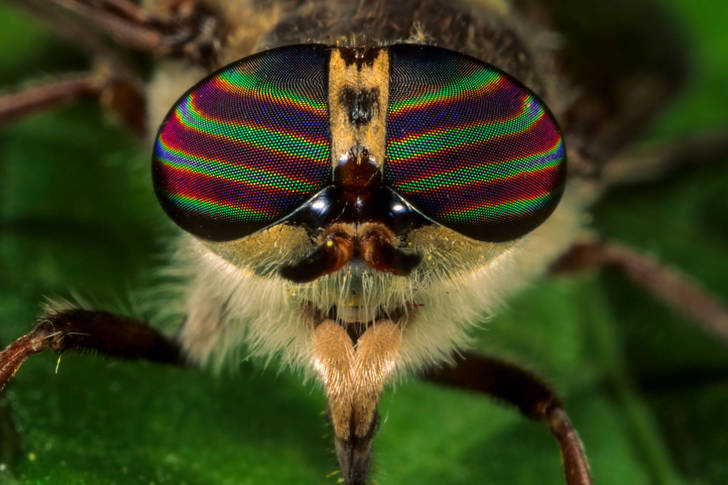 Macro photo of horsefly