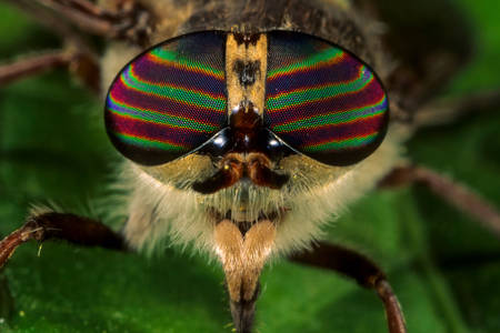 Макро снимка на конска муха