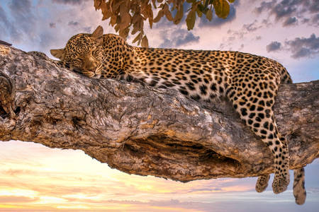 Leopard på en trädfilial