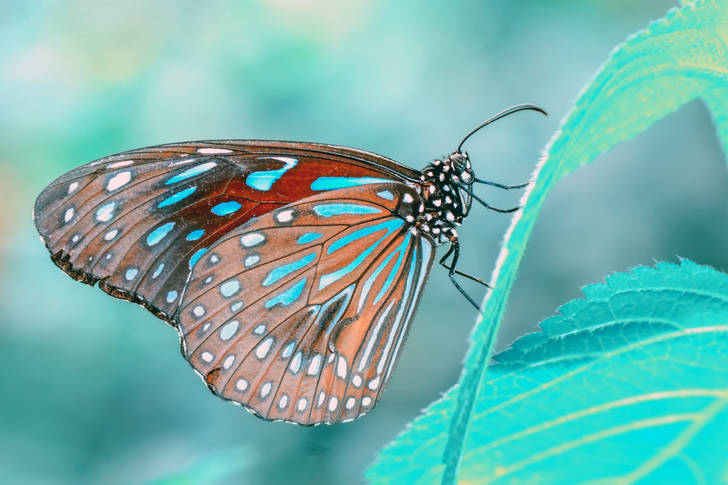 Tirumala vlinder