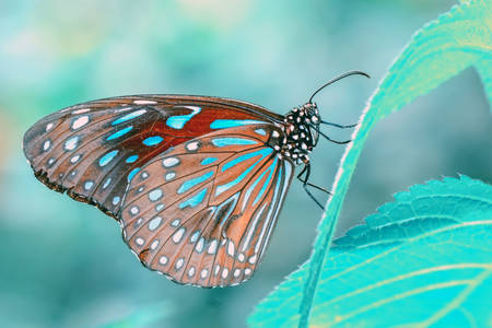 Метелик Тірумала