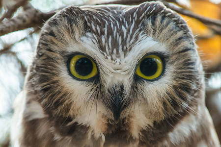 Northern sharpening owl