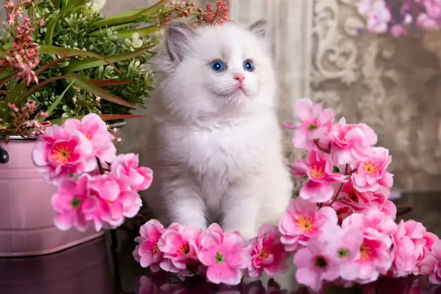 Коте на Ragdoll