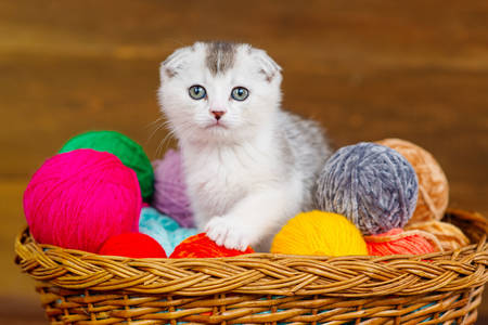 Renkli toplar arasında yavru kedi