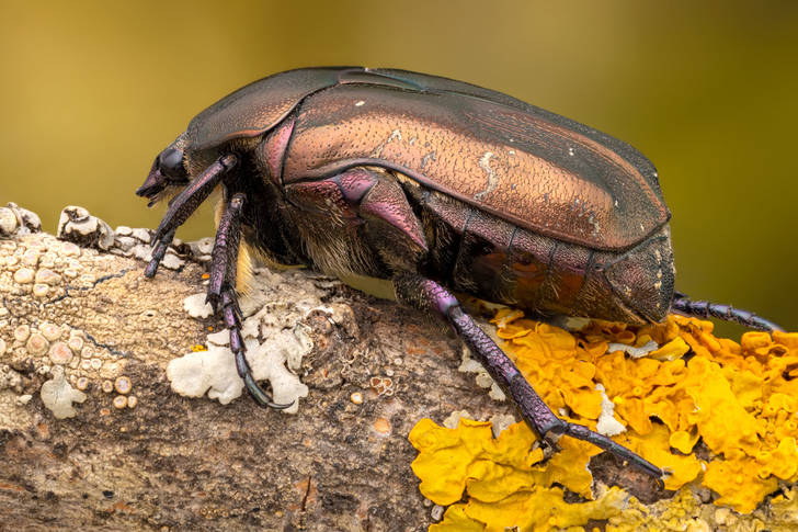 Beetle on a branch