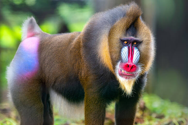 Monkey mandrill