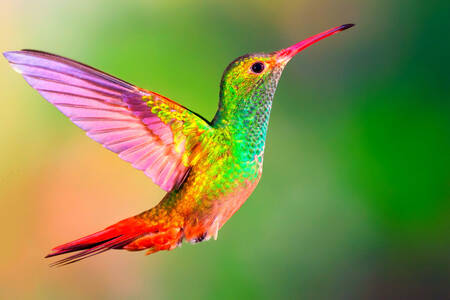 Färgglad kolibri