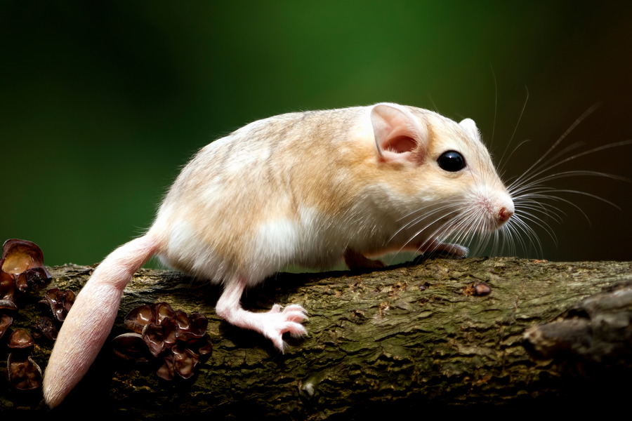 Gerbil na drvetu