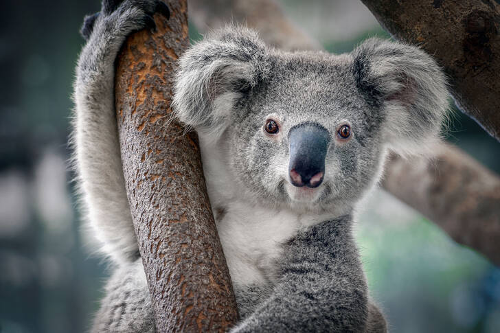 Bir ağaç üzerinde koala