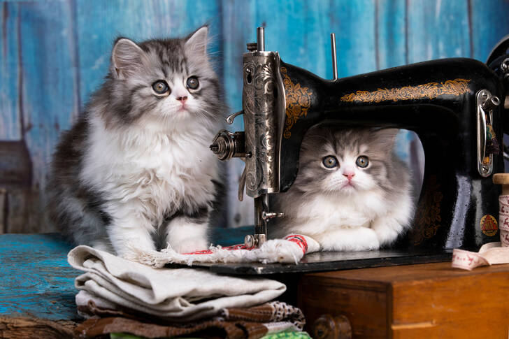 Gatitos y maquina de coser