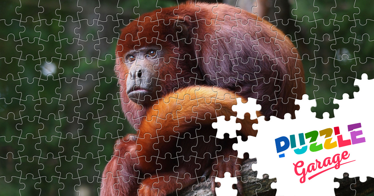 Red howler Jigsaw Puzzle (Animals, Primates) Puzzle Garage