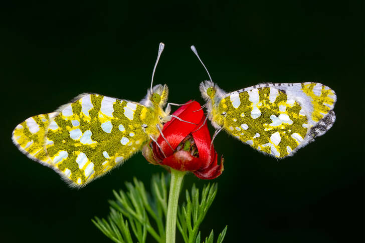 Ett par fjärilar på en blomma
