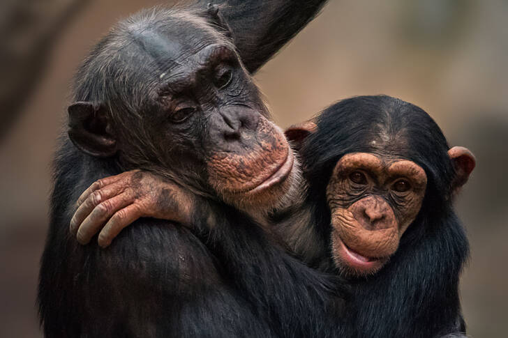 Chimpanzé avec bébé