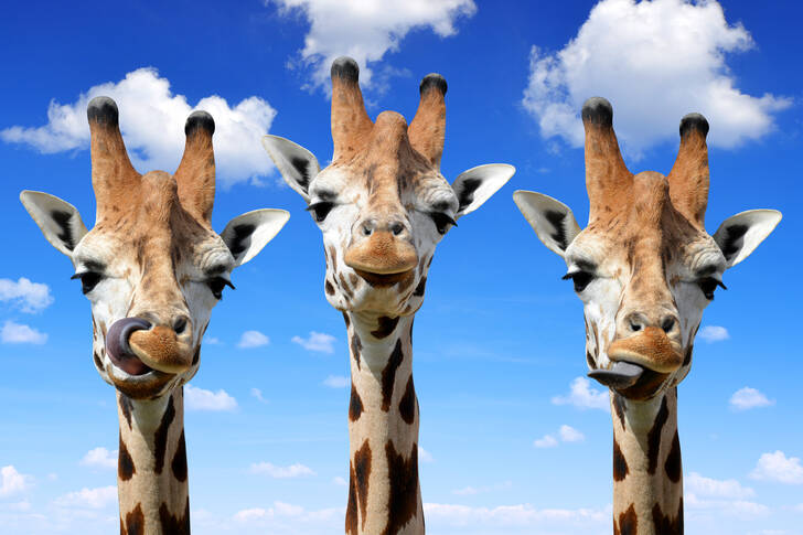 Trei girafe