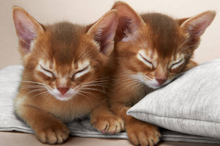 Chatons abyssins
