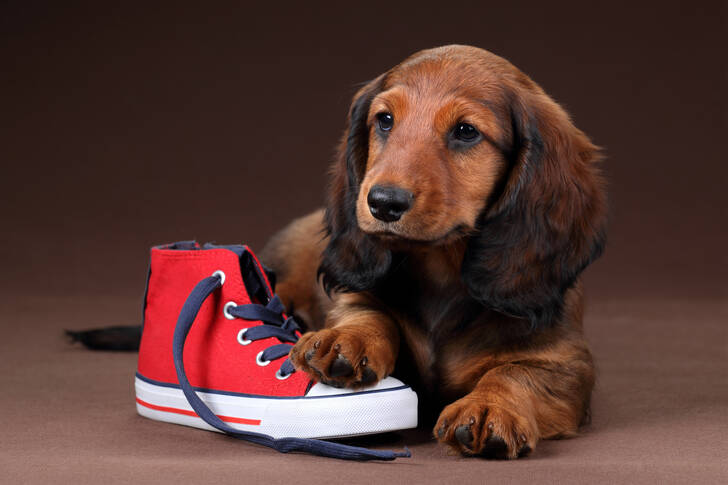 Cucciolo di bassotto con una scarpa rossa