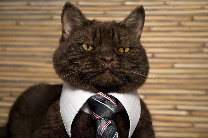 Katt i slips