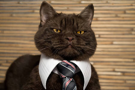 Gatto in cravatta