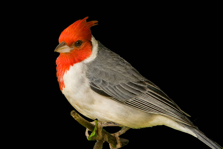 Rödkrönad kardinal