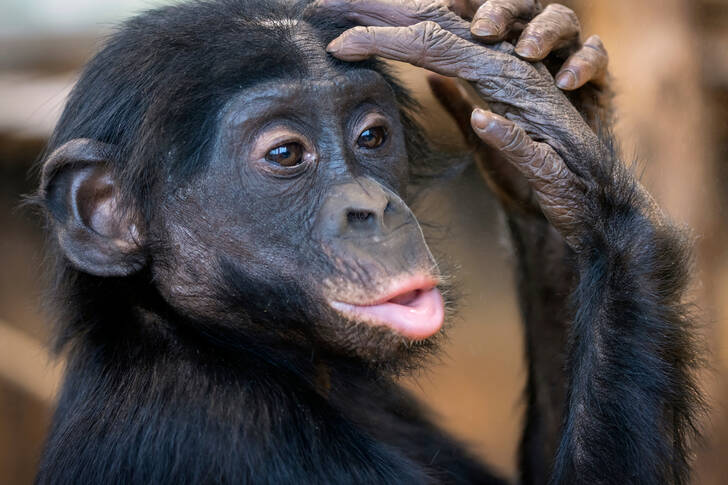 Portretul unui pui de bonobo