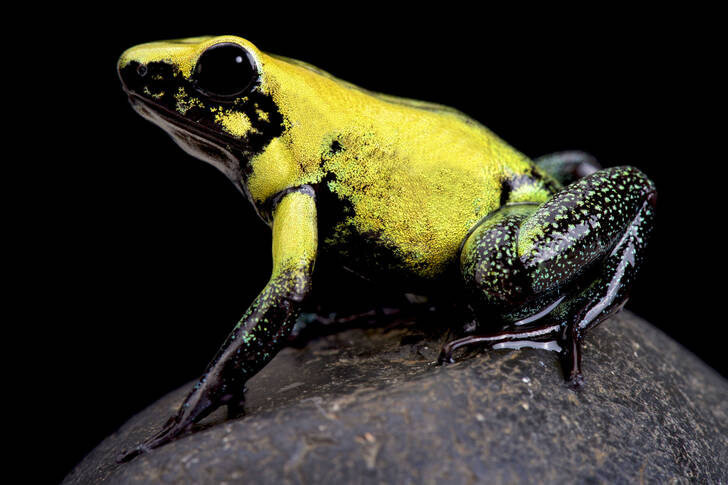 Žlutá jedovatá žába