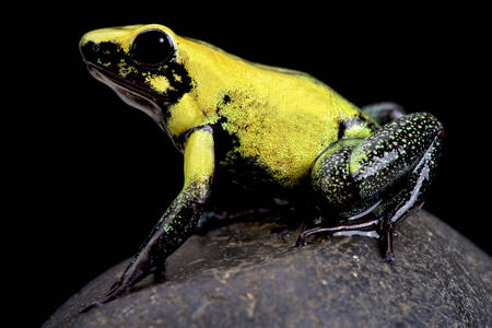 Yellow poison frog
