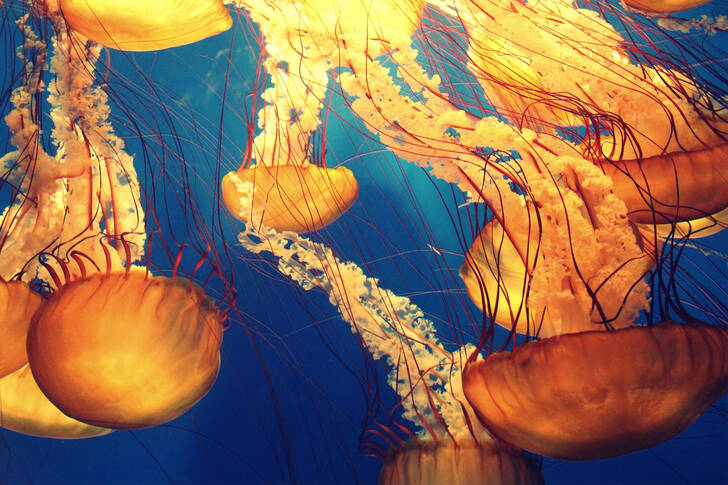 Medúzy v moři