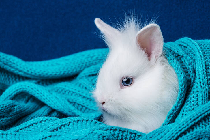 Kleines weißes Kaninchen