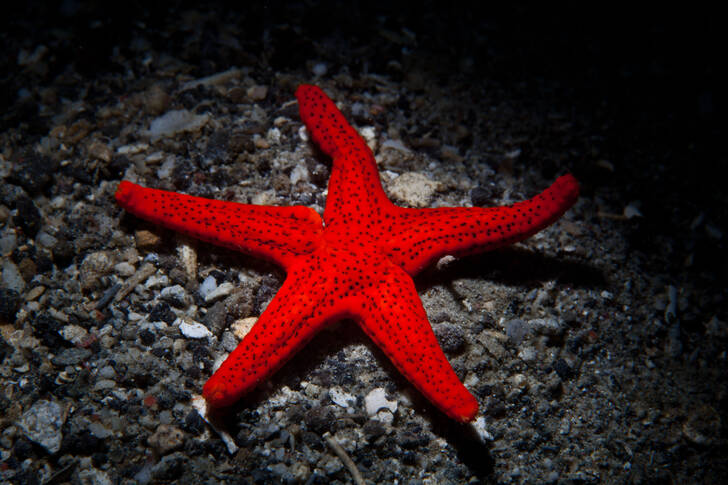 Bright red starfish