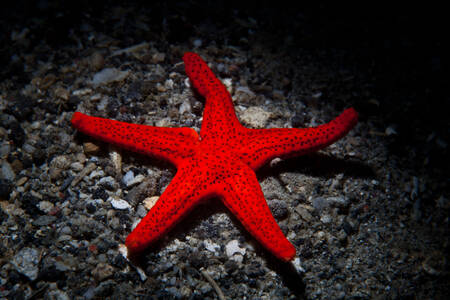 Estrella de mar roja brillante