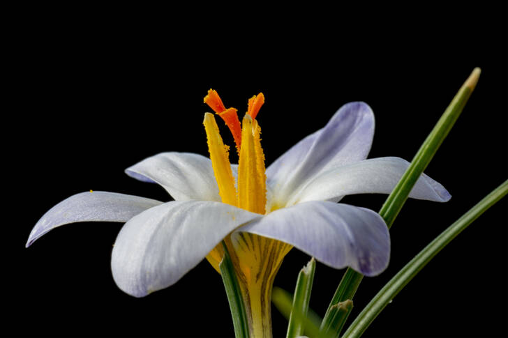 Crocus pe un fundal negru