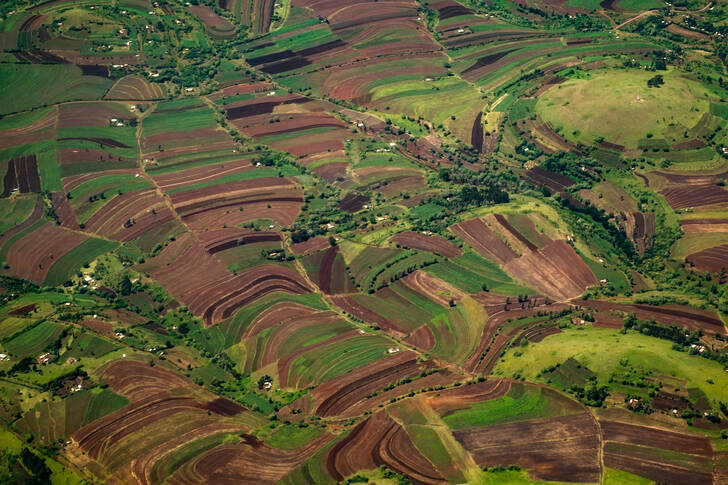 Campos de arroz na Tanzânia